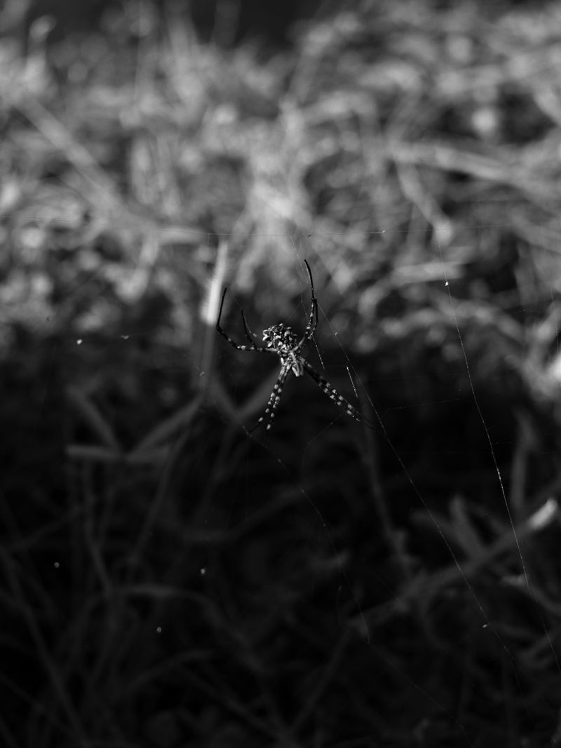 © Maria Beatriz de Vilhena - Image from the One dark night, Lazarus disappeared photography project