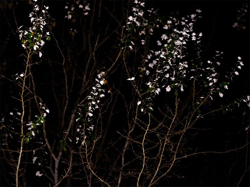 © Maria Beatriz de Vilhena - Image from the Fractal photography project