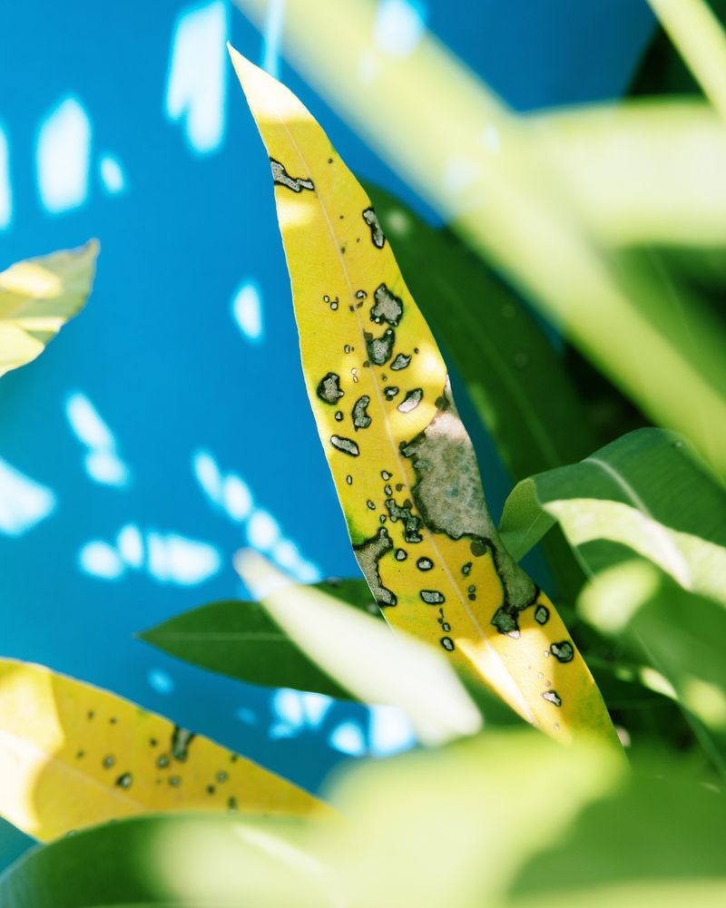© anais boileau - Image from the Soleil Brûlant photography project