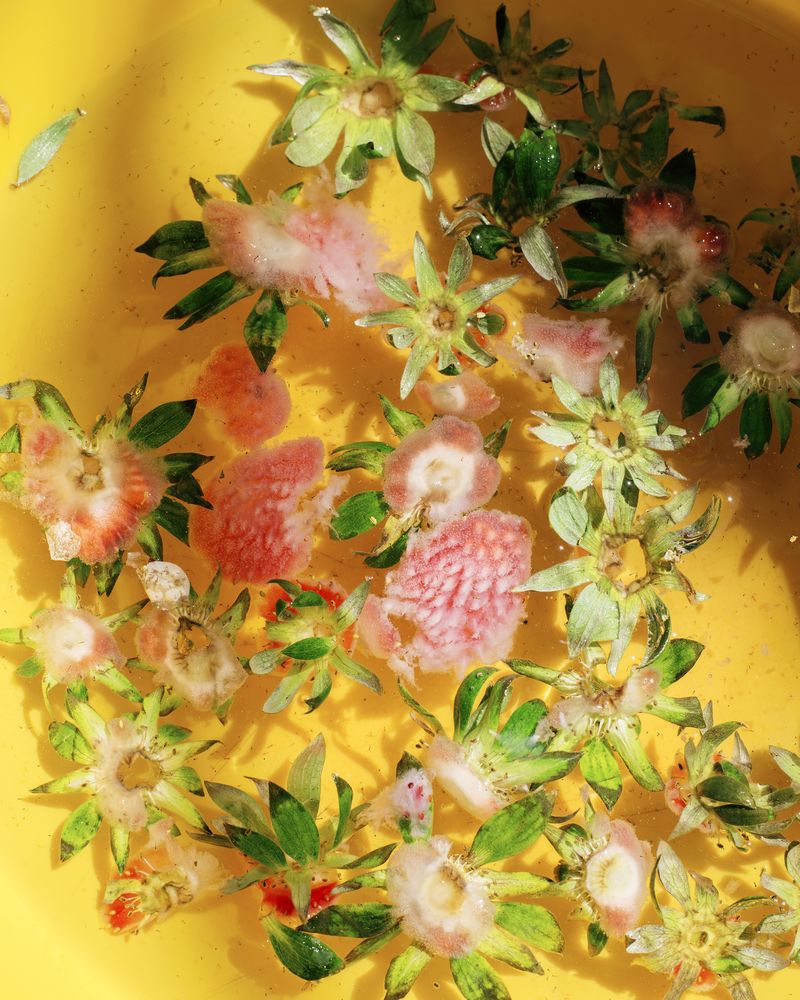 © anais boileau - Image from the Soleil Brûlant photography project