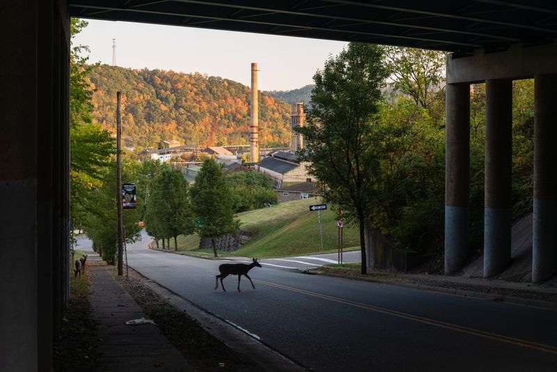 © Matthew Ludak - Deer. Mingo Junction, Ohio. 2023
