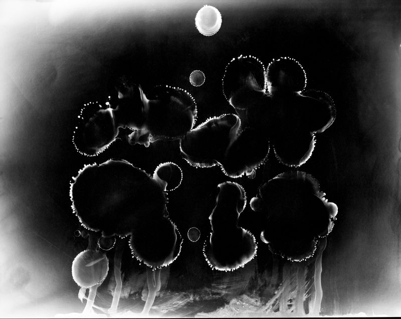 © Ana Vallejo - Photogram made in my bathroom with my blood, coffee and fire