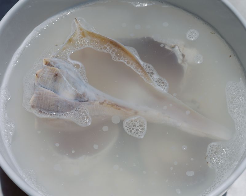 © Alana Perino - Lori's Shells