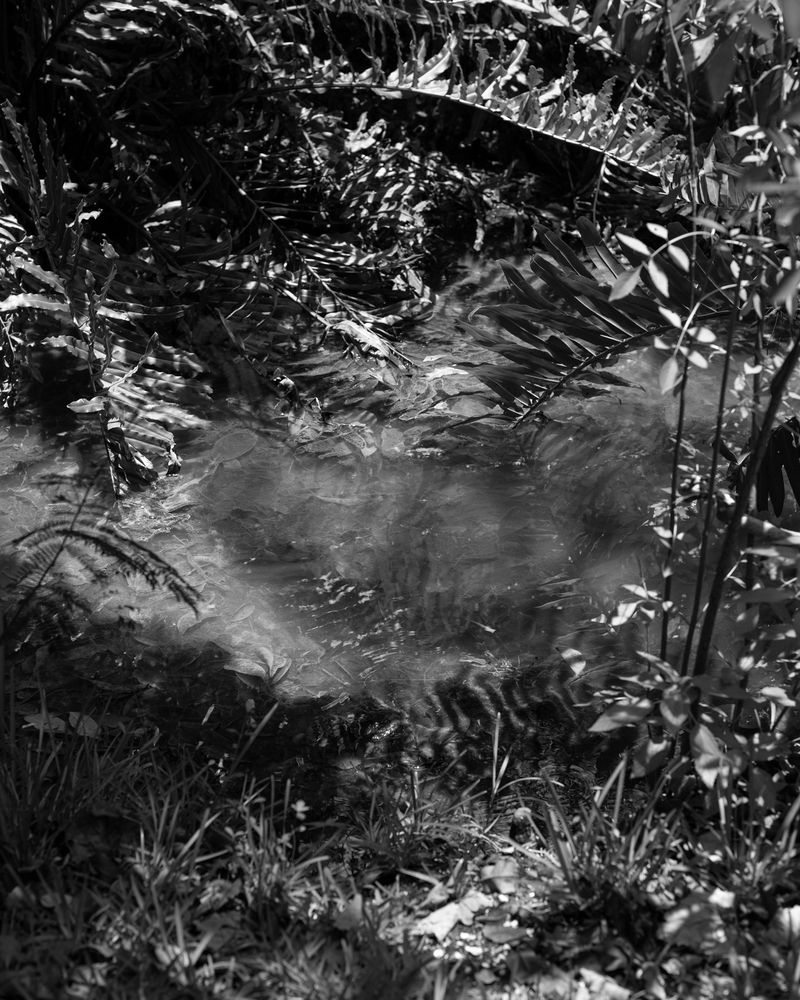 © Alana Perino - Flamingo Garden