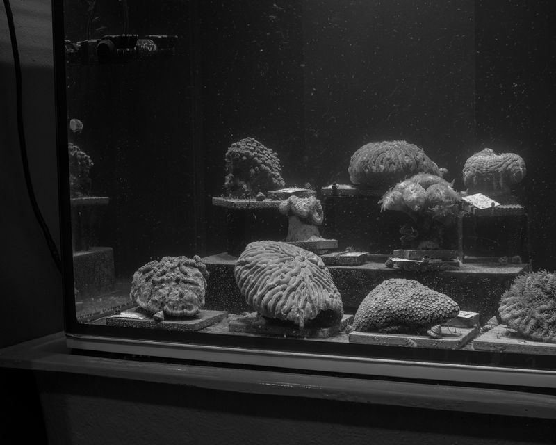 © Alana Perino - Coral