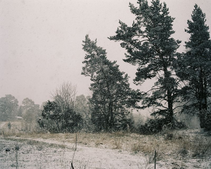 © Sanni Saarinen - The protecting trees, Parainen, May 2017