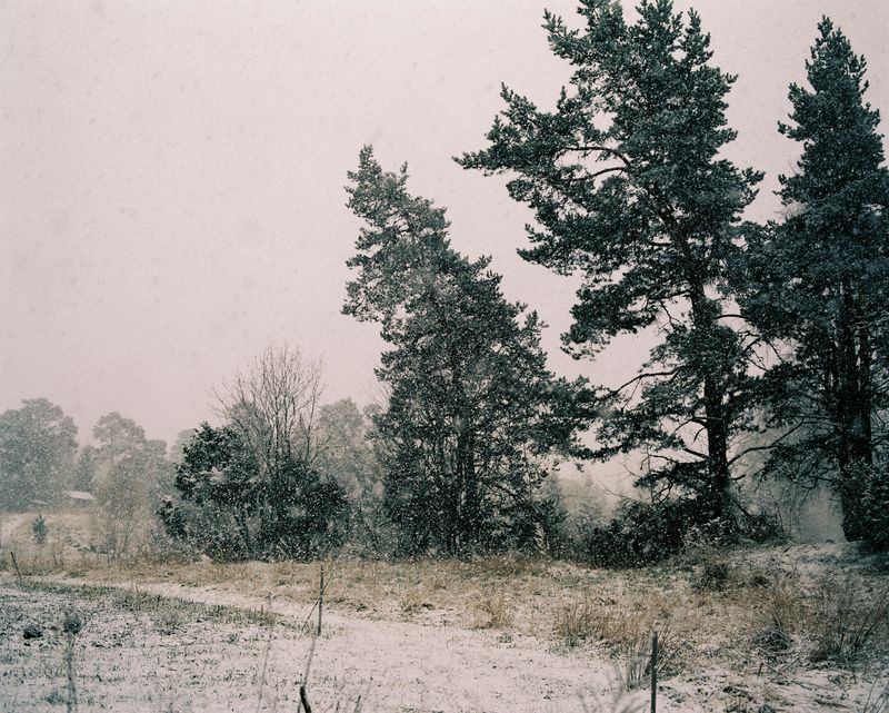 © Sanni Saarinen - The protecting trees, Parainen, May 2017