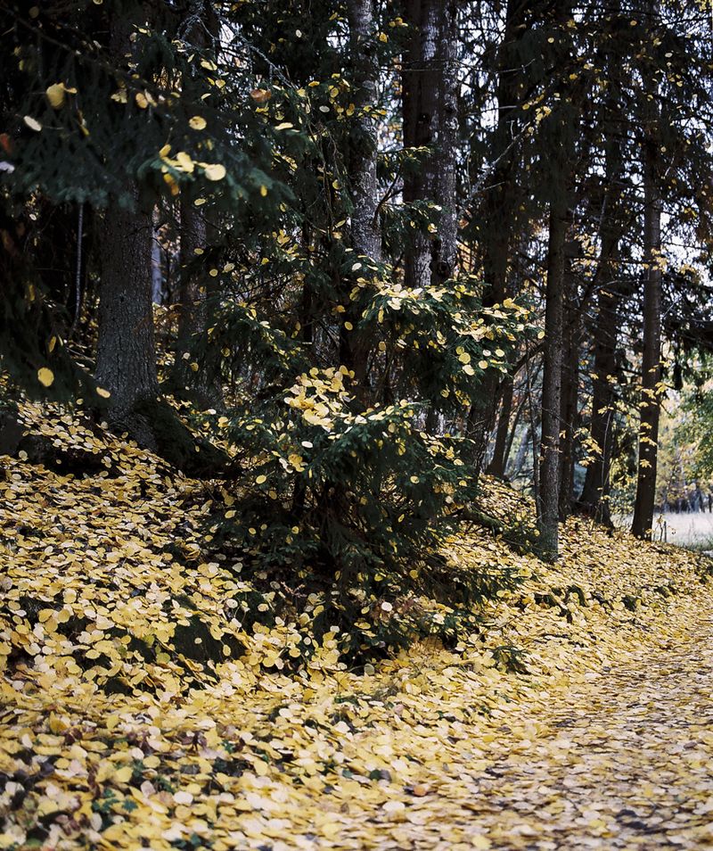 © Sanni Saarinen - The autumn, Turku, October 2018