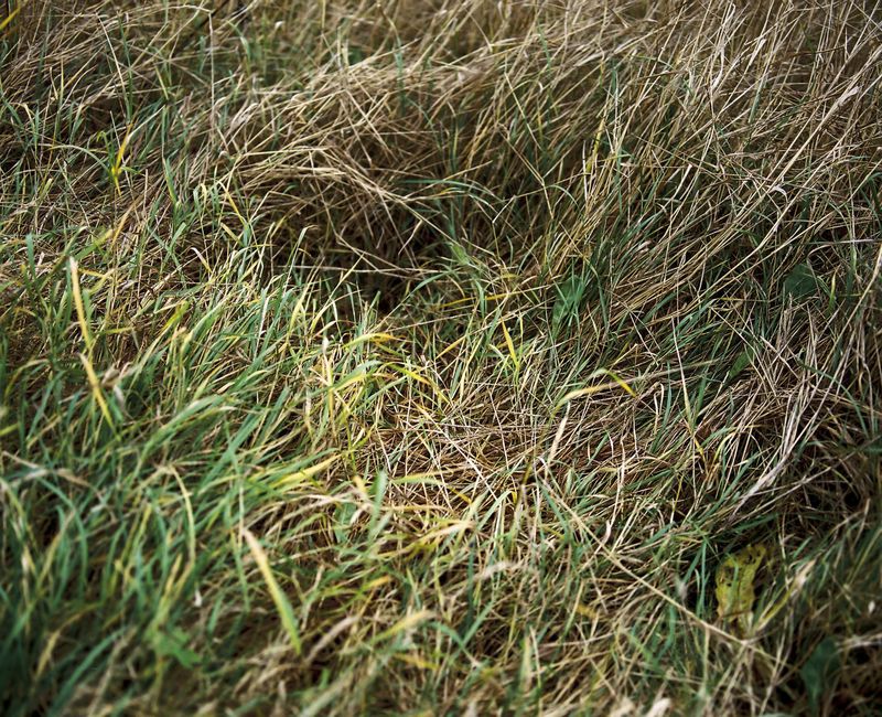© Sanni Saarinen - Where the deers sleep, Parainen, August 2016