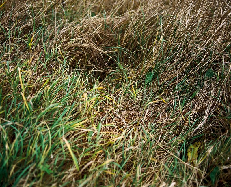 © Sanni Saarinen - Where the deers sleep, Parainen, August 2016