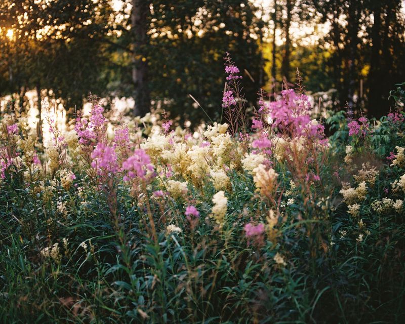 © Sanni Saarinen - Summer night, 2017