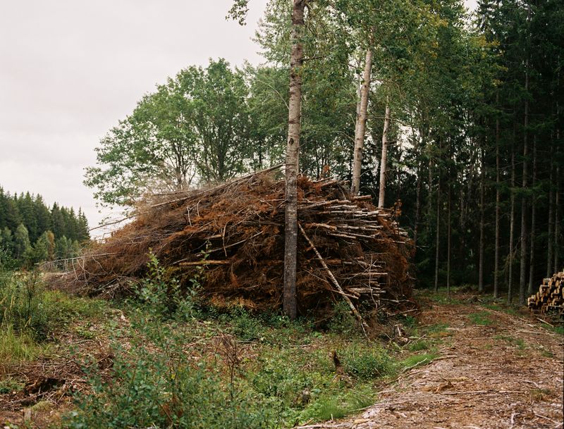 © Sanni Saarinen - The trees, Parainen, 2017