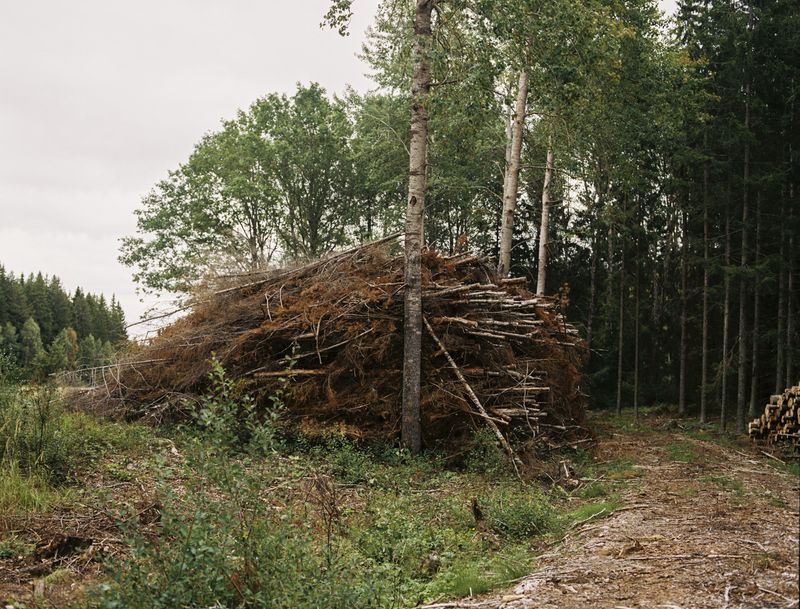 © Sanni Saarinen - The trees, Parainen, 2017