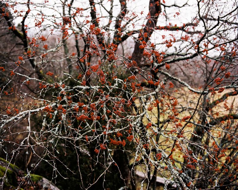 © Sanni Saarinen - The Rowan berries, Turku, October 2017