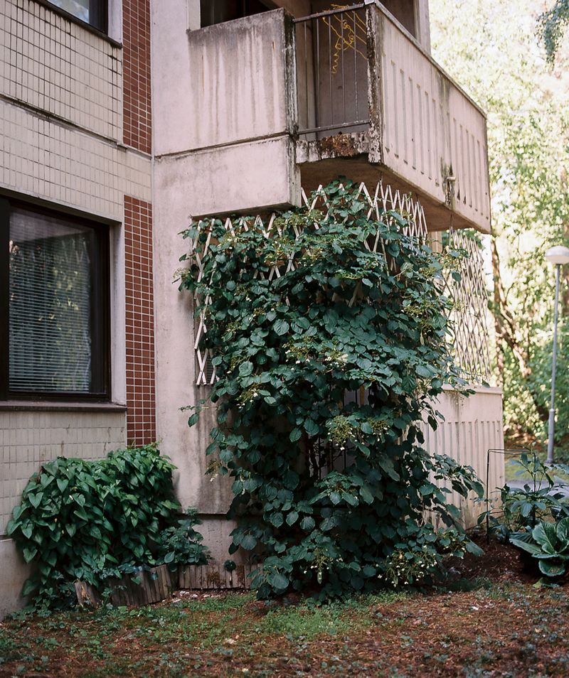 © Sanni Saarinen - Varissuo, 2018