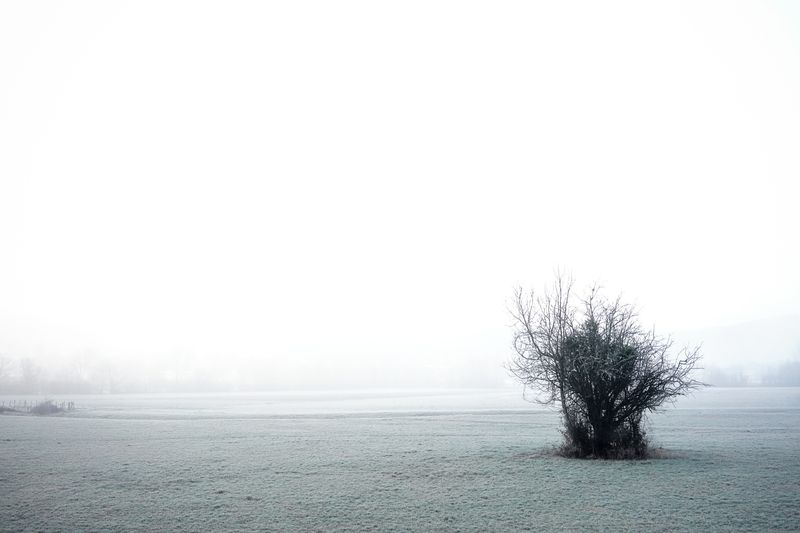 © Clea Rekhou - "The isolated bush"