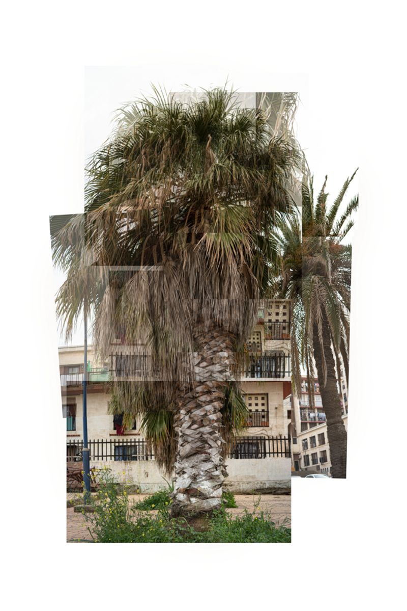 © Clea Rekhou - A palm tree in the housing project 'Confort' also part of 'Diar el Mahçoul'. Algiers, Algeria 2022
