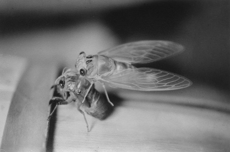 © Julianne Clark - Image from the After Maxine photography project