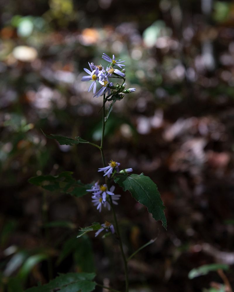 © Julianne Clark - Image from the After Maxine photography project