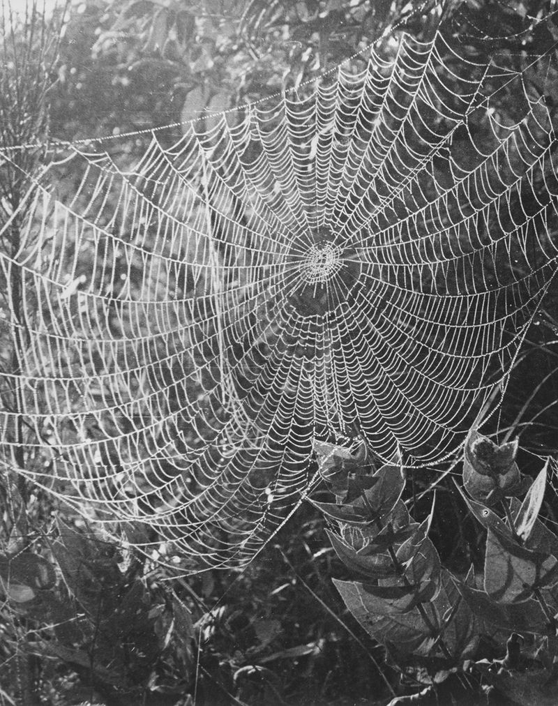 © Julianne Clark - Image from the Golden Spring photography project