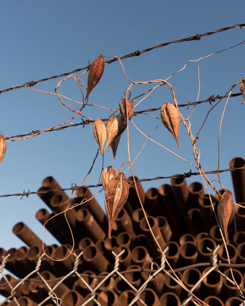 © Julianne Clark - Image from the Golden Spring photography project