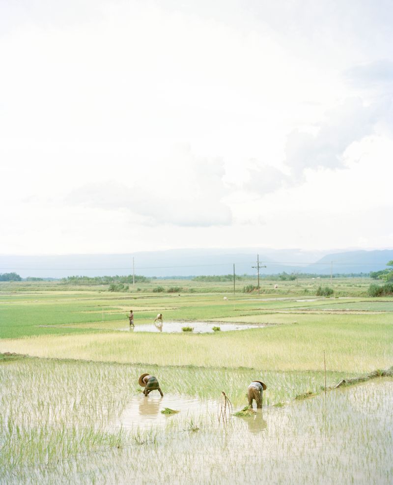 © Shunta Kimura - Men who re-plant rice because of massive floods destroyed many rice fields.