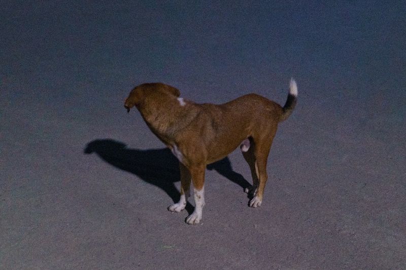 © Anna Zofia Bacik - Image from the End of the Season photography project