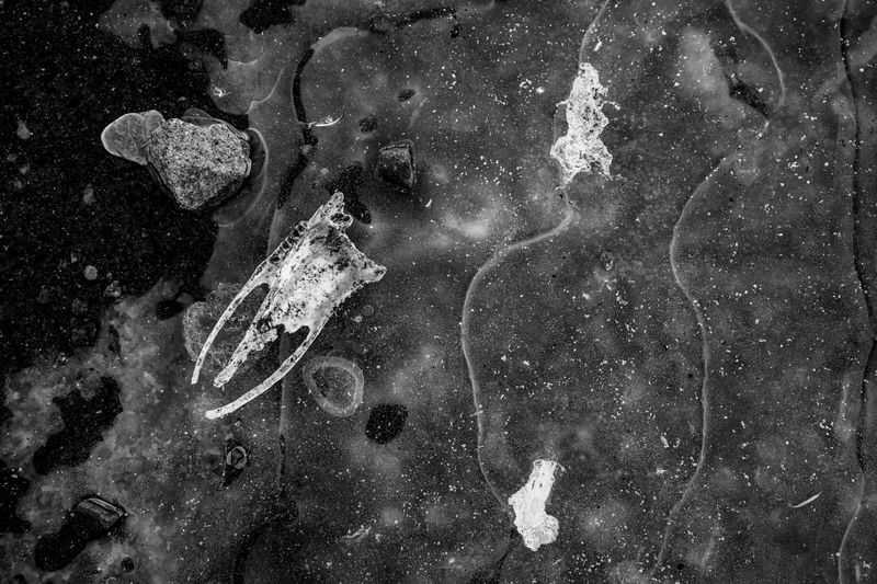 © Pia Harboure - Frozen penguin carcasses and feathers. Neko Harbour, 2022.
