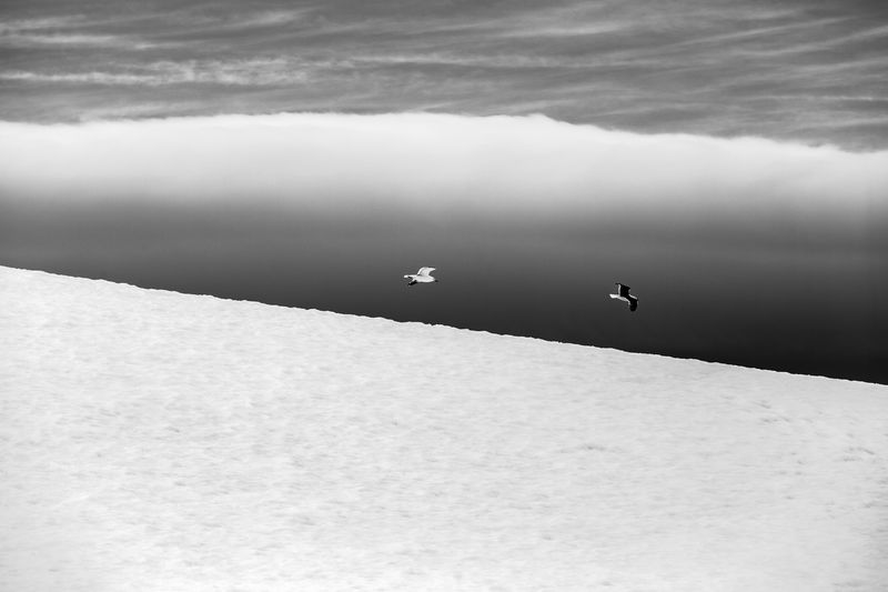 © Pia Harboure - Fulmars fly over D´Hainaut Island, Mikkelsen Harbor, Antarctica, 2021.