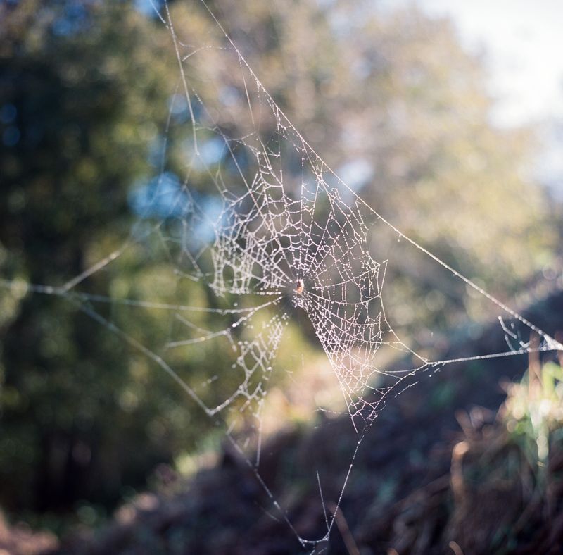 © Tiffany Kim - Image from the Song-i photography project