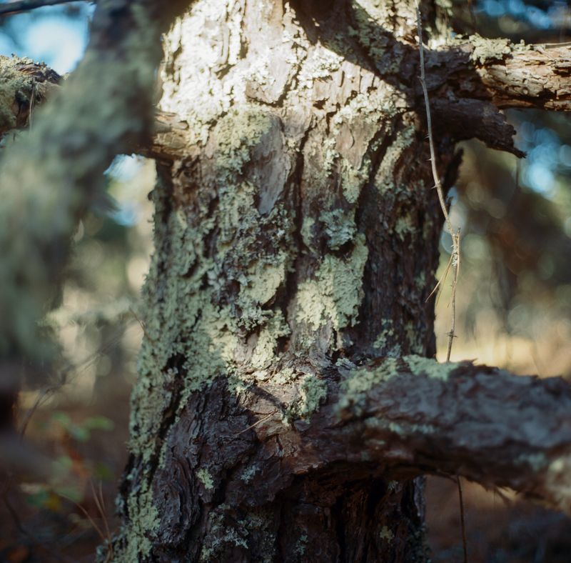 © Tiffany Kim - Image from the Song-i photography project