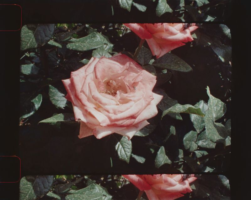 © Hermione Russell - Image from the Immortal Impressions photography project