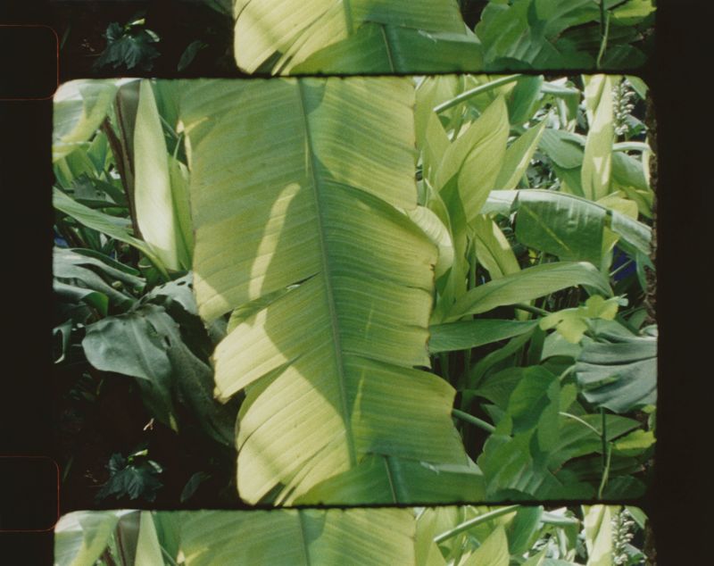 © Hermione Russell - Image from the Immortal Impressions photography project