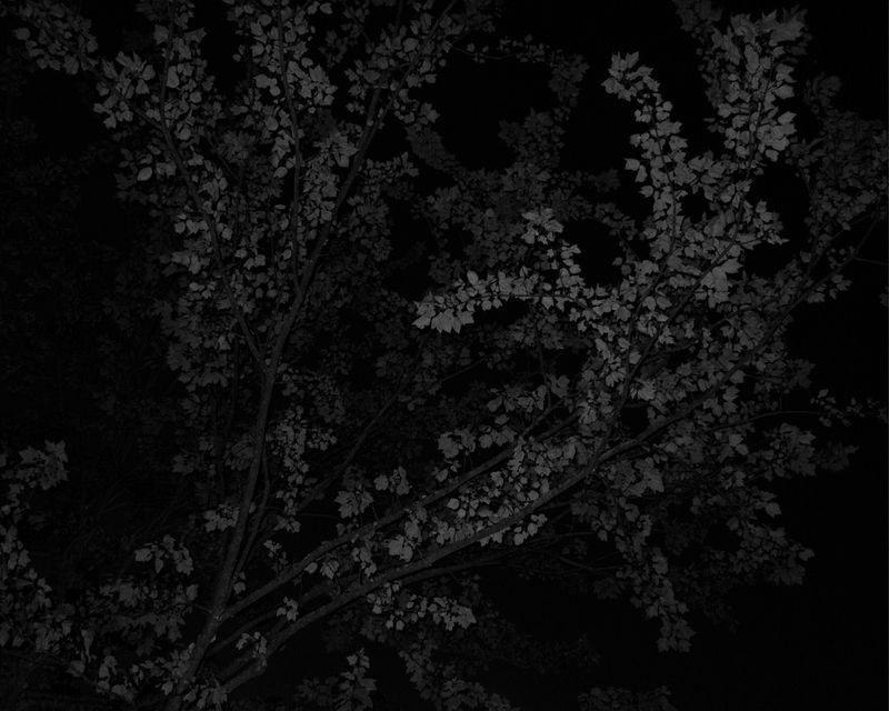 © Boris Snauwaert - Image from the To Chase A Butterfly photography project