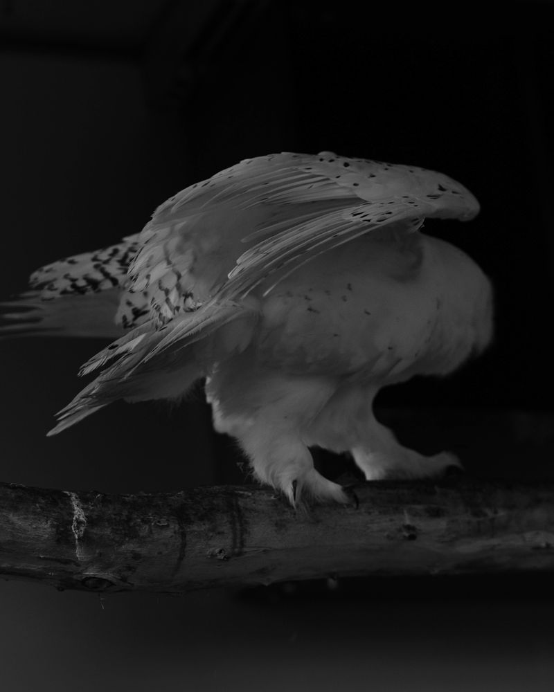 © Boris Snauwaert - Image from the To Chase A Butterfly photography project