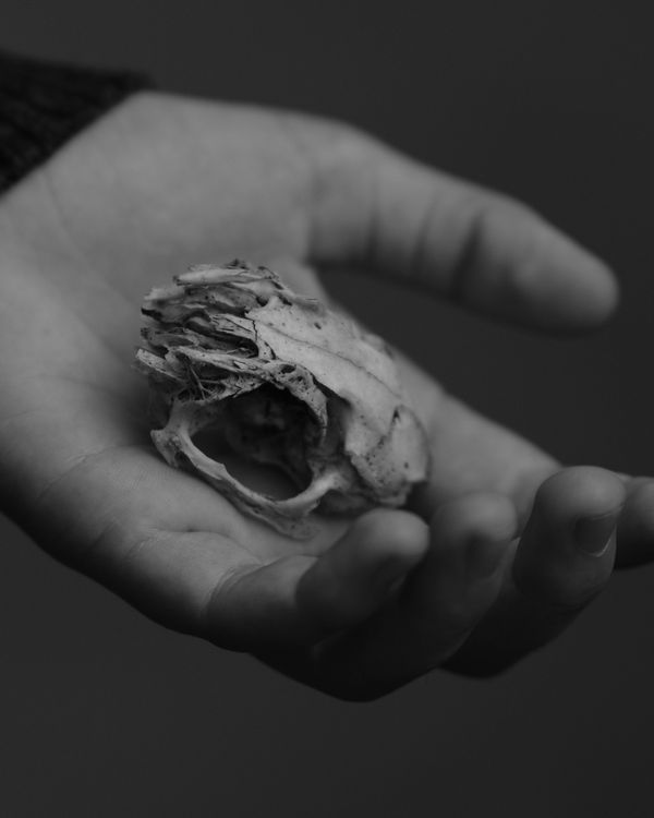 © Boris Snauwaert - Image from the To Chase A Butterfly photography project