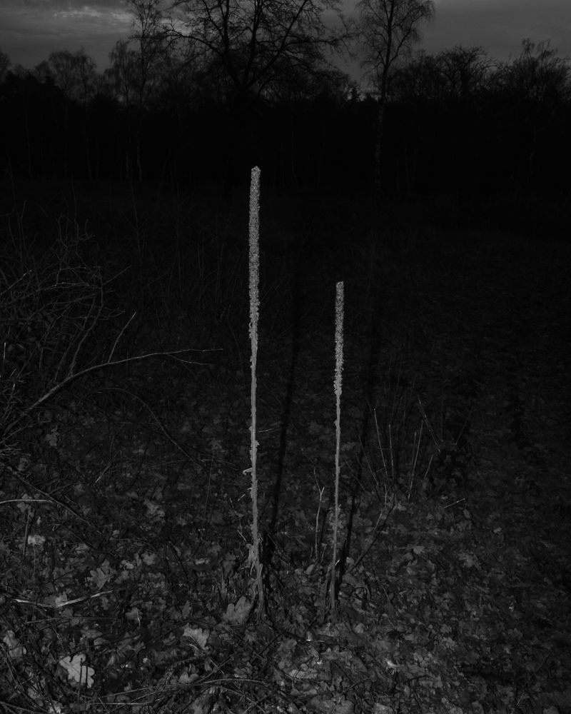© Boris Snauwaert - Image from the To Chase A Butterfly photography project