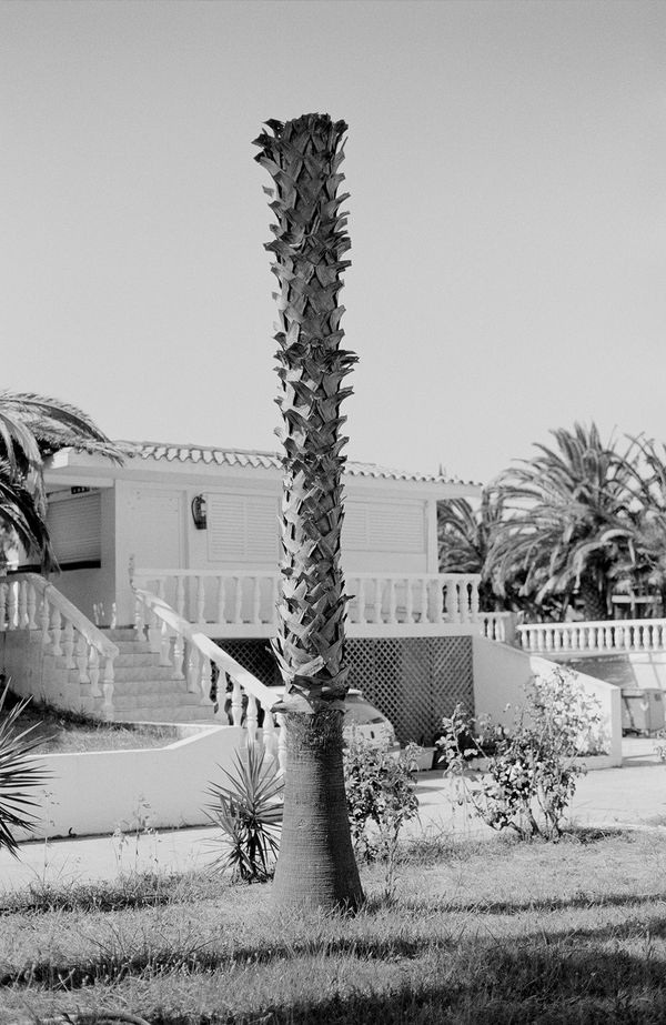 © Natalia Poniatowska - Twelve Dying Palm Trees
