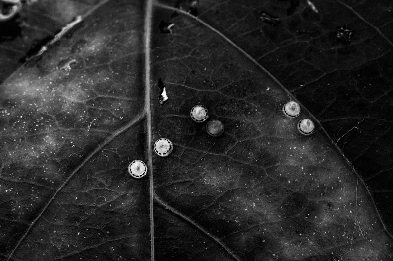 © Manuela Braunmüller - Image from the 200 Million Years photography project