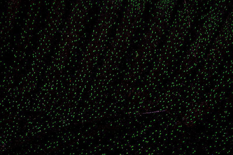 © Manuela Braunmüller - Image from the 200 Million Years photography project