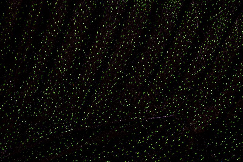 © Manuela Braunmüller - Image from the 200 Million Years photography project