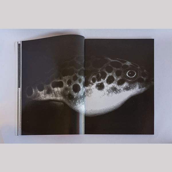 Image from a project on PhMuseum