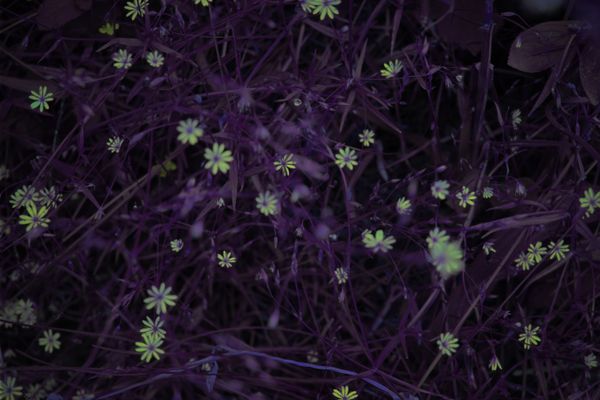 © Andrea Hajtmánková - Image from the Miraculous Nature photography project