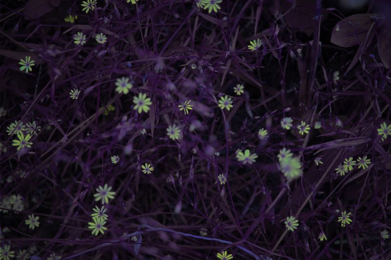 © Andrea Hajtmánková - Image from the Miraculous Nature photography project