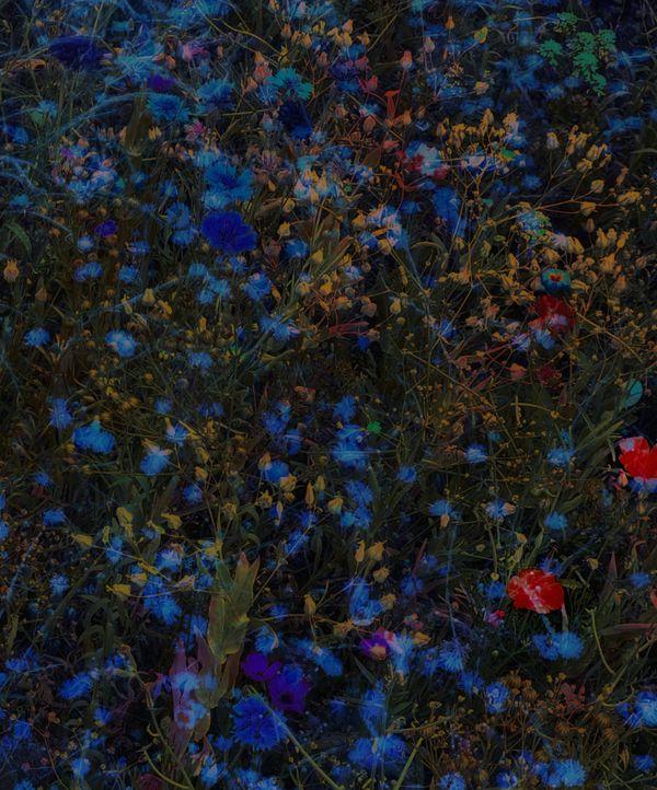 © Andrea Hajtmánková - Image from the Miraculous Nature photography project