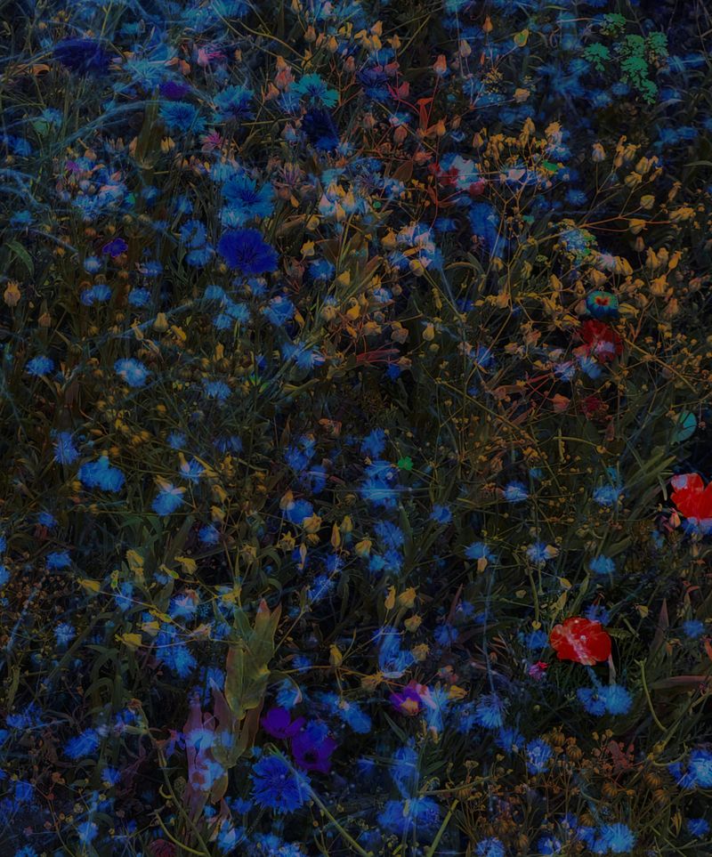 © Andrea Hajtmánková - Image from the Miraculous Nature photography project