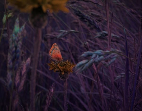 © Andrea Hajtmánková - Image from the Miraculous Nature photography project