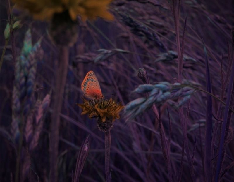 © Andrea Hajtmánková - Image from the Miraculous Nature photography project