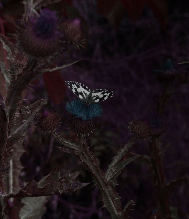 © Andrea Hajtmánková - Image from the Miraculous Nature photography project