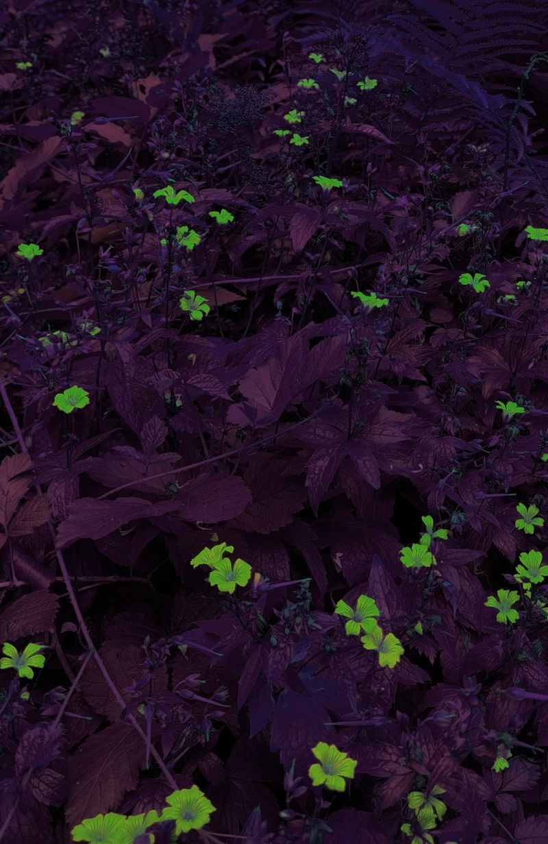 © Andrea Hajtmánková - Image from the Miraculous Nature photography project